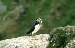 Papegaaiduiker, Shetland Islands, 1976